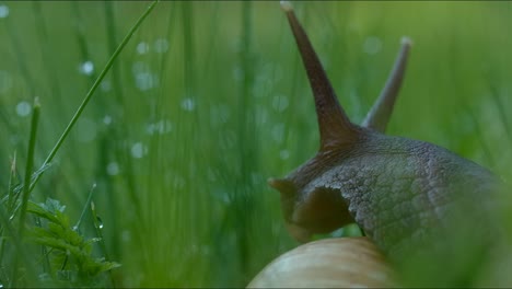 snail in dewy grass