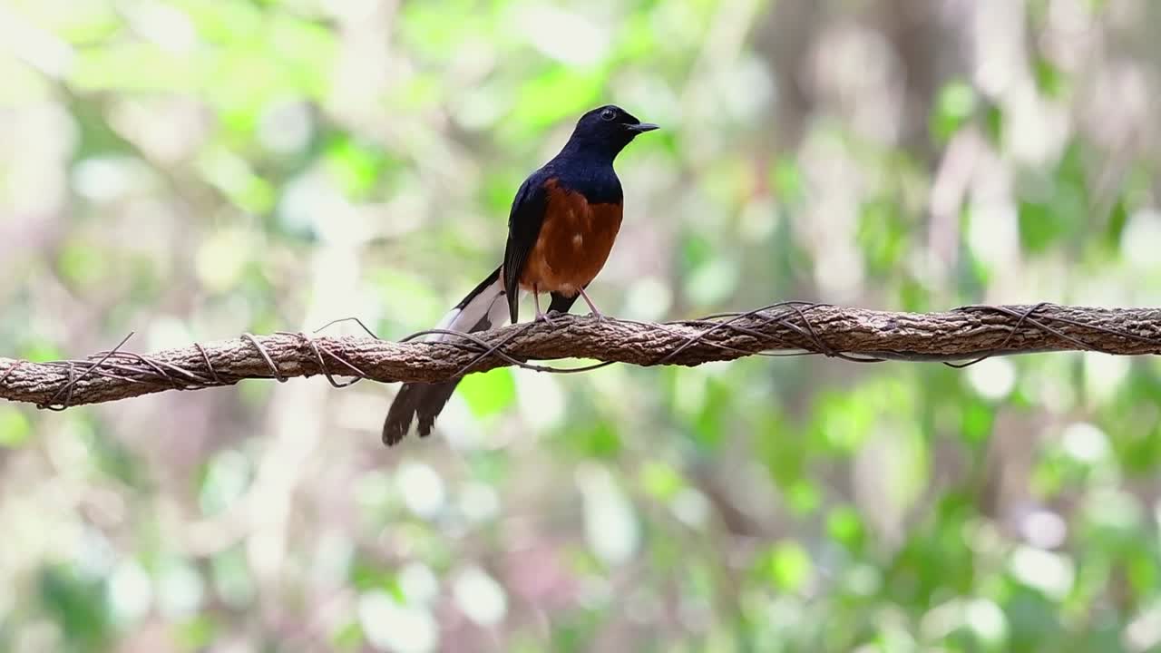 shama de rabadilla blanca encaramado en una vid con fondo bokeo del bosque, copsychus malabaricus, en cámara lenta
