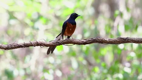 Shama-De-Rabadilla-Blanca-Encaramado-En-Una-Vid-Con-Fondo-Bokeo-Del-Bosque,-Copsychus-Malabaricus,-En-Cámara-Lenta