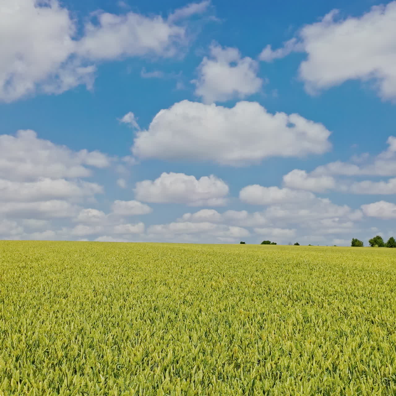 Beautiful view of farming landscape in daytime. Agricultural field of wheat growing in spring under beautiful sky. Camera moves forward.