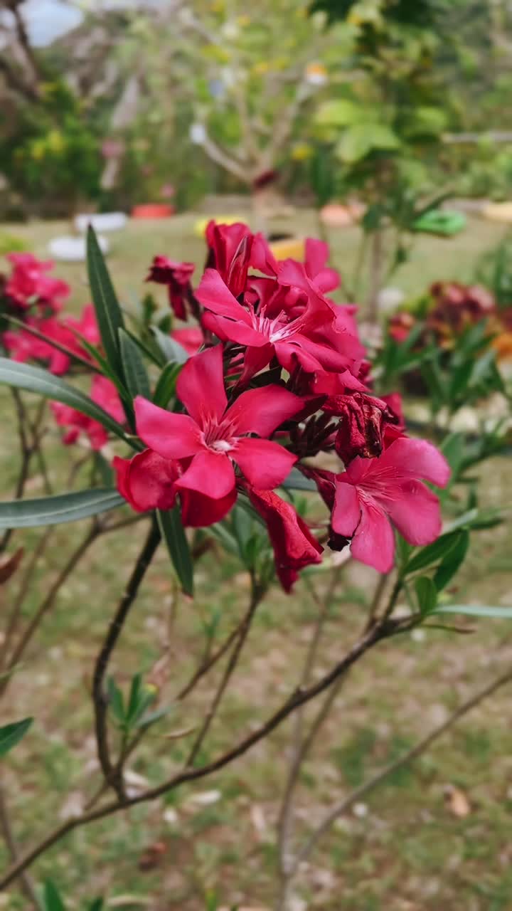 Flores rojas en un jardín.