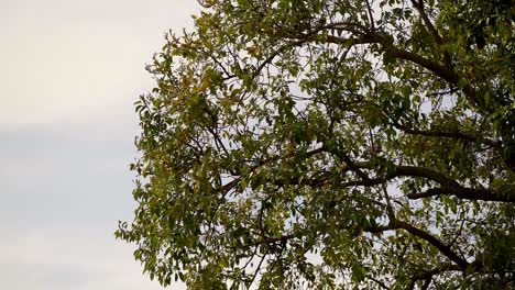 una copa de árbol movida por el viento en cámara lenta