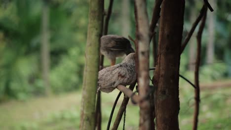 Gallinas-Blancas-Y-Marrones-Sentadas-En-La-Valla-De-Madera-En-La-Naturaleza