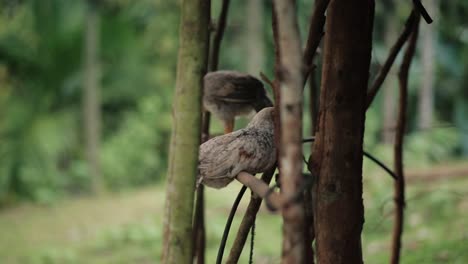 gallinas blancas y marrones sentadas en la valla de madera en la naturaleza