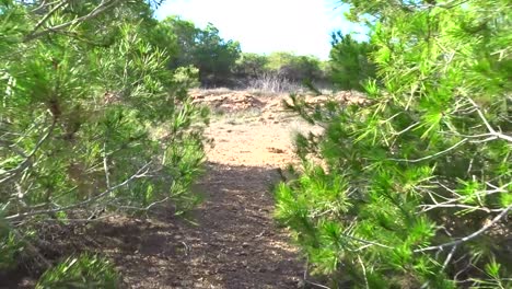 un relajante paseo entre pinos en verano