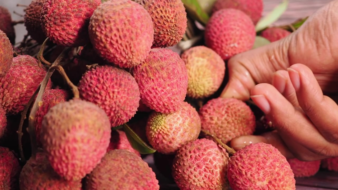 Tangan Memilih Buah Leci Segar Matang dari Setangkai