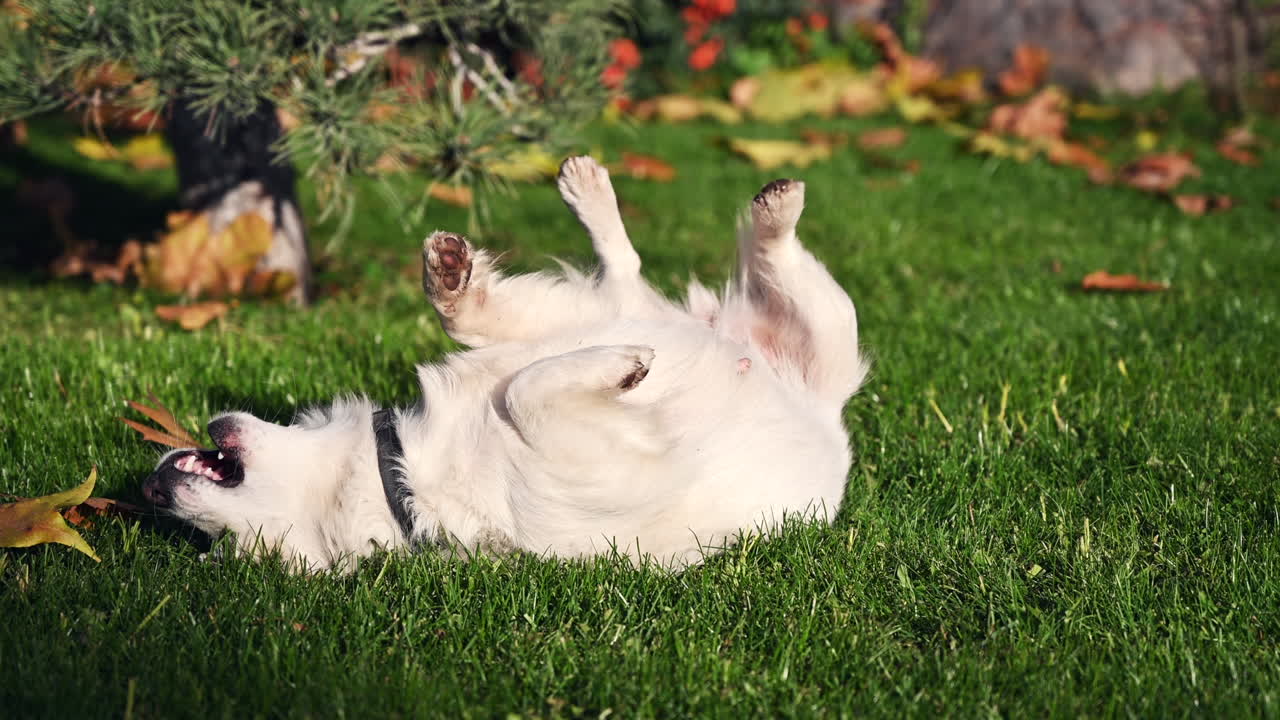 A happy white dog rolls and plays in the soft grass under a clear blue sky. Orange and yellow leaves decorate the ground, creating a lovely autumn scene
