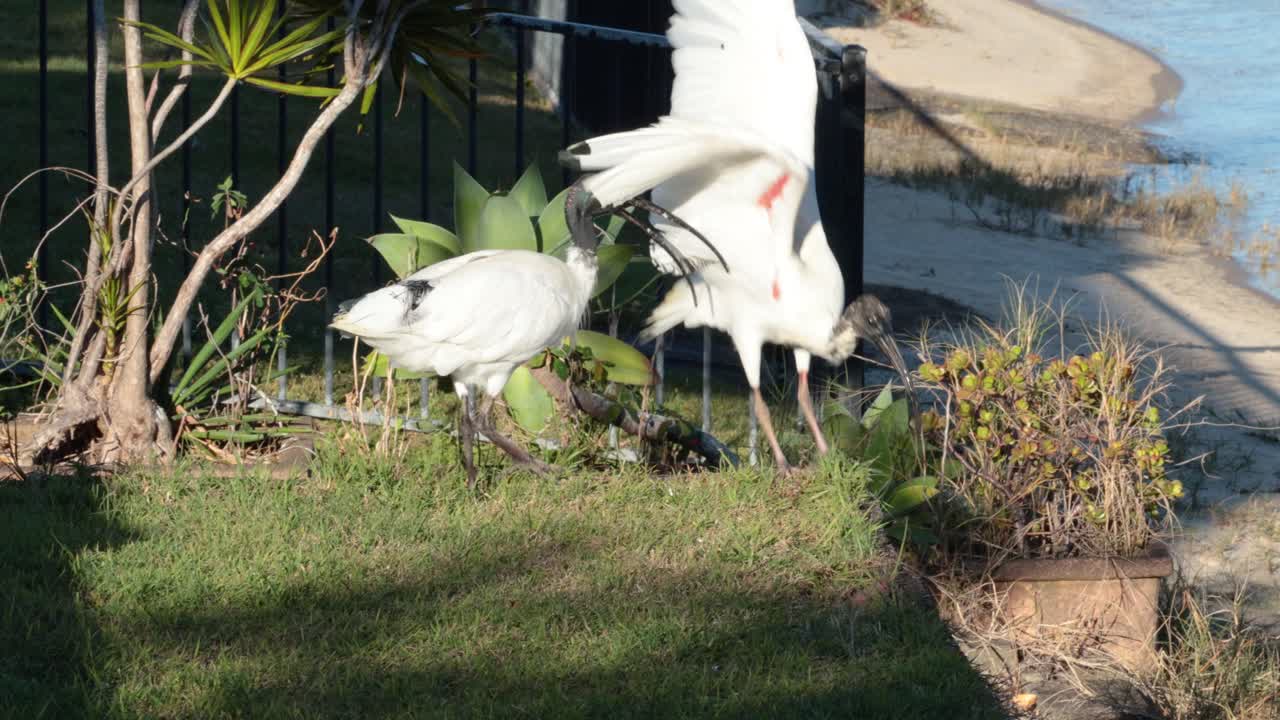 dos aves ibis interactuando cerca del agua y las plantas