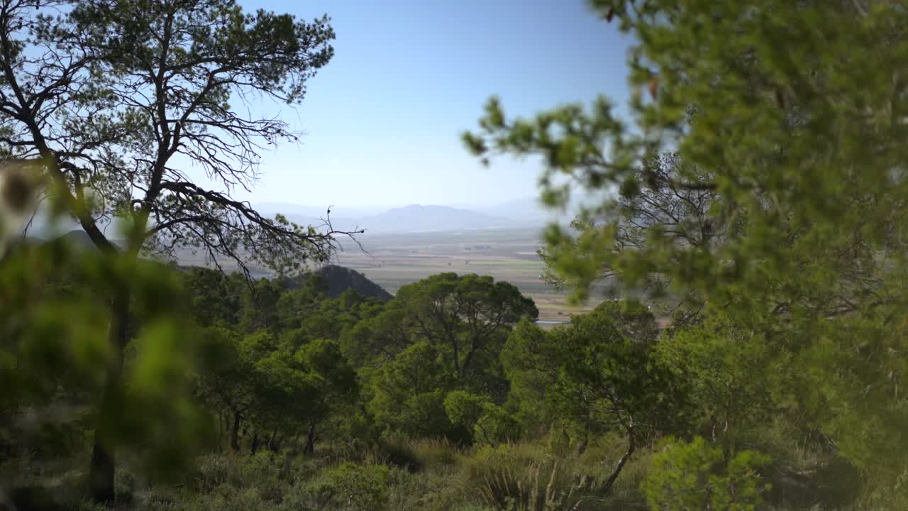 스페인의 jumilla 산비탈 계곡, 나무를 부는 여름 바람, 슬라이더 샷