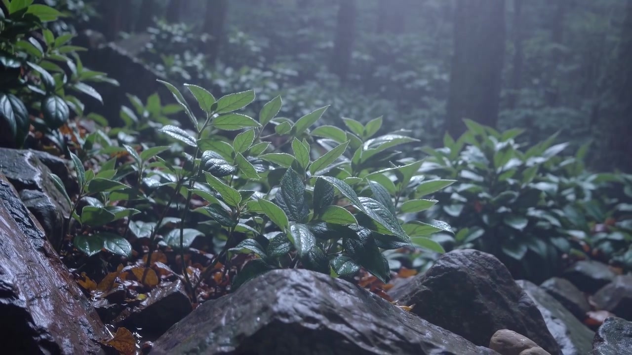 霧深い森の中で濡れた岩の間に生い茂る青々とした植物