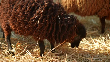 brown sheep eating hay