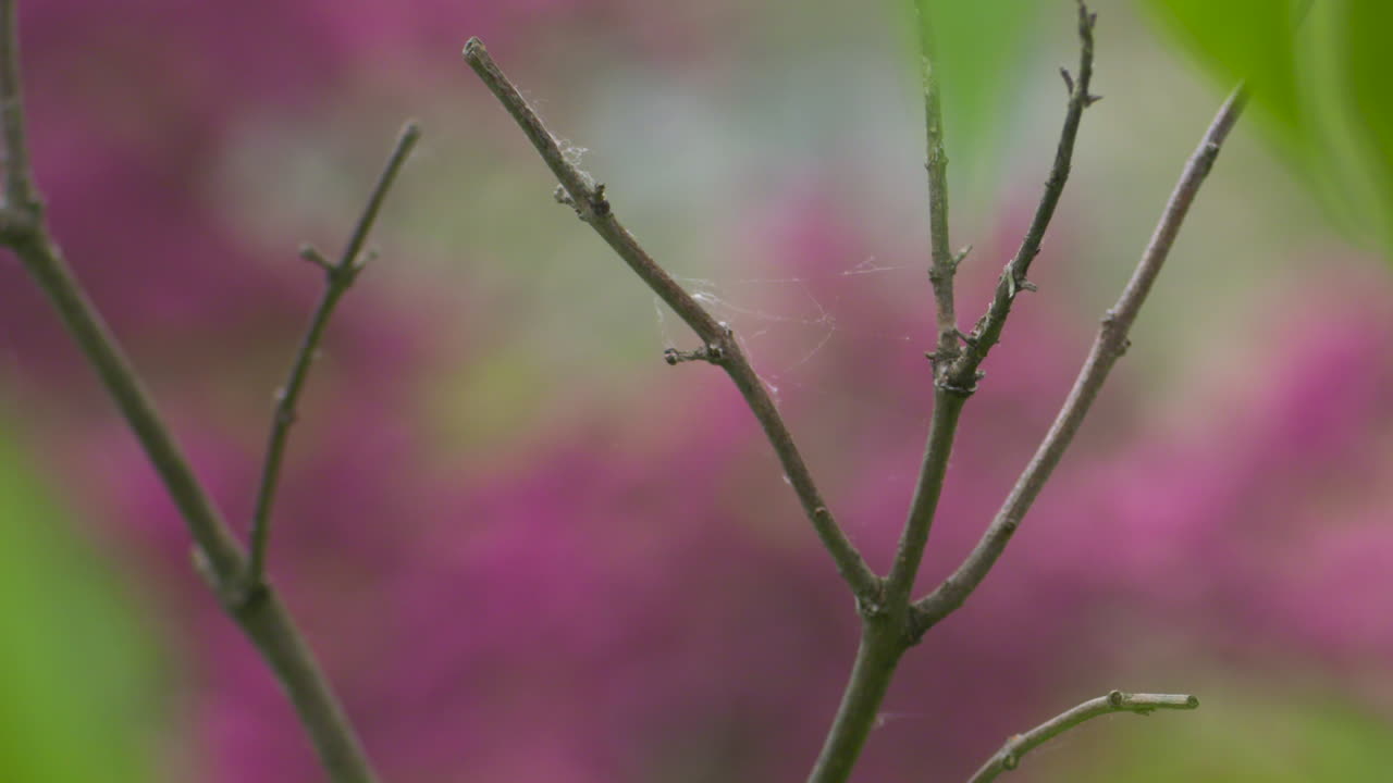 Tree branches with a spider web on them with vibrant, pink blossoms in the background