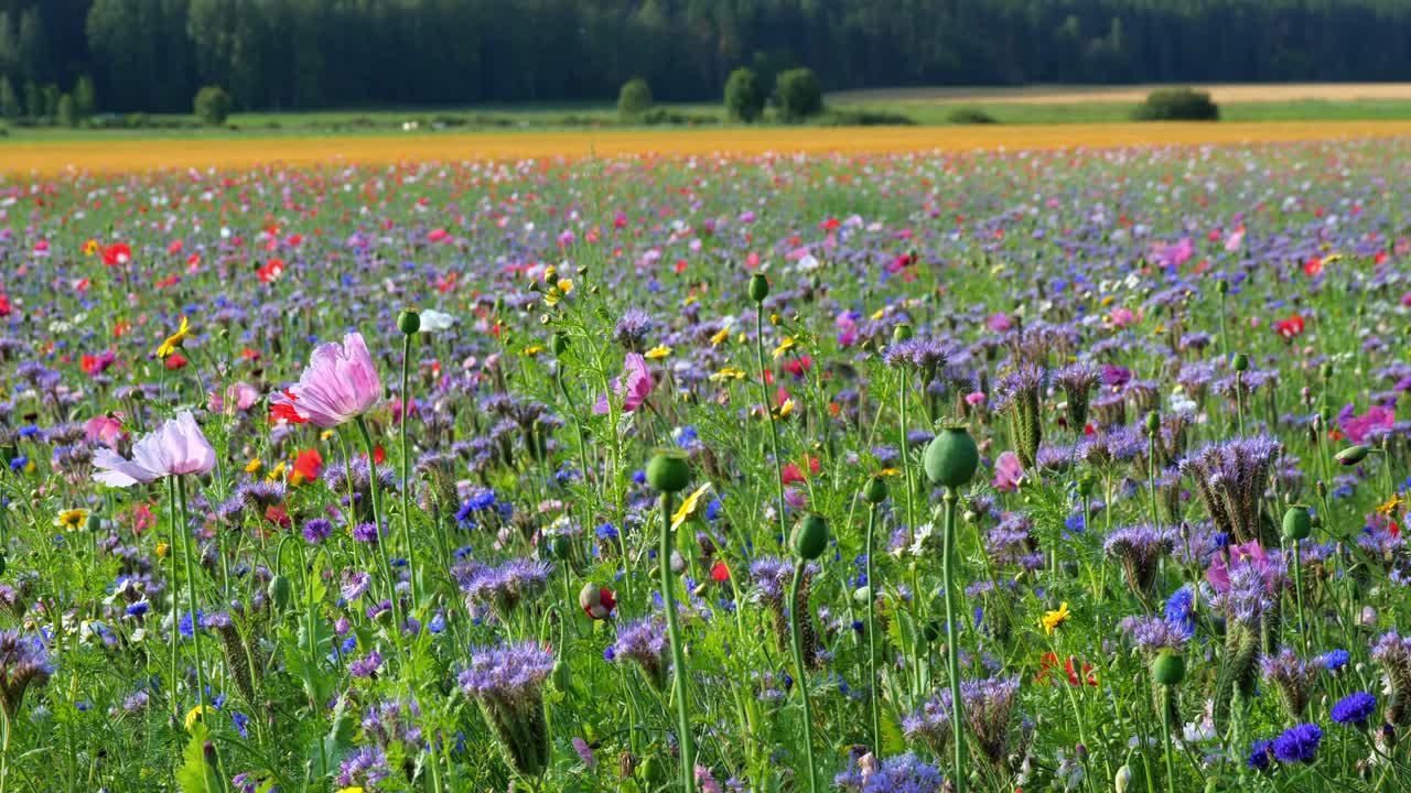 Wildflowers Moving Slowly in the Wind