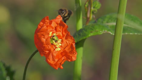 honey bee flying around poppy flower in countryside, slowmo macro