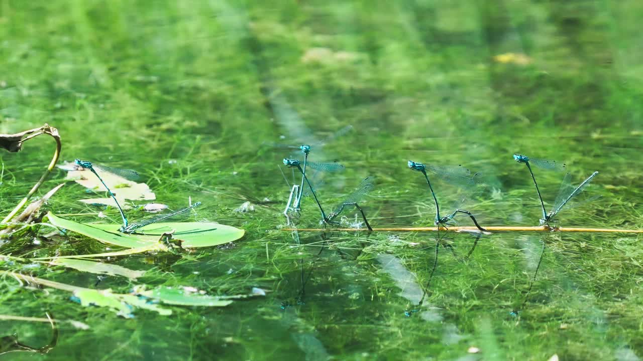 녹색 연못에 짝짓기 바퀴 포즈에서 일반적인 파란색 damselflies 비행