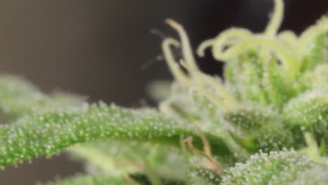 very close view of a marijuana flowered plant apical bud with leafs, buds, pistils, and milky trichomes, panning right