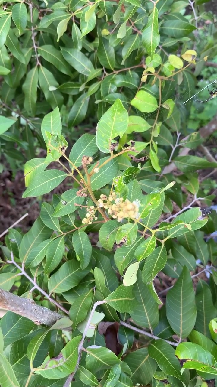 Close-up of Green Leaves and Small Flower Buds on a Tree Branch