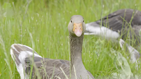 Family-of-Canadian-Greylag-geese-feeding-amongst-the-reedbeds-of-the-Lincolnshire-marshlands-and-enjoying-the-summer-sun