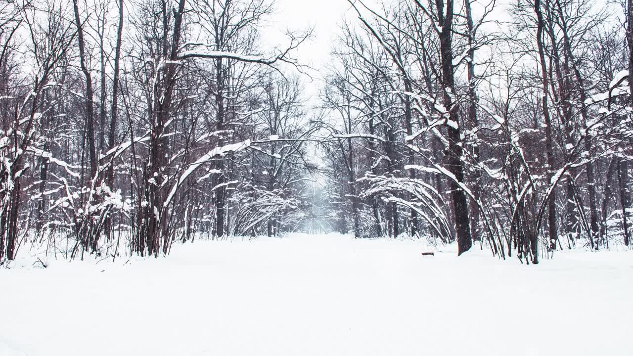 Winter landscape with snow-covered trees