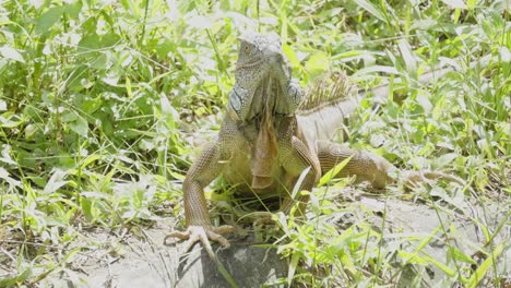 Eine-Nahaufnahme-Von-Gesicht-Und-Kopf-Eines-Leguans,-Der-Sich-Im-Sonnenlicht-Sonnt-Und-Sich-Umsieht,-Umgeben-Von-Dichter-Natürlicher-Vegetation