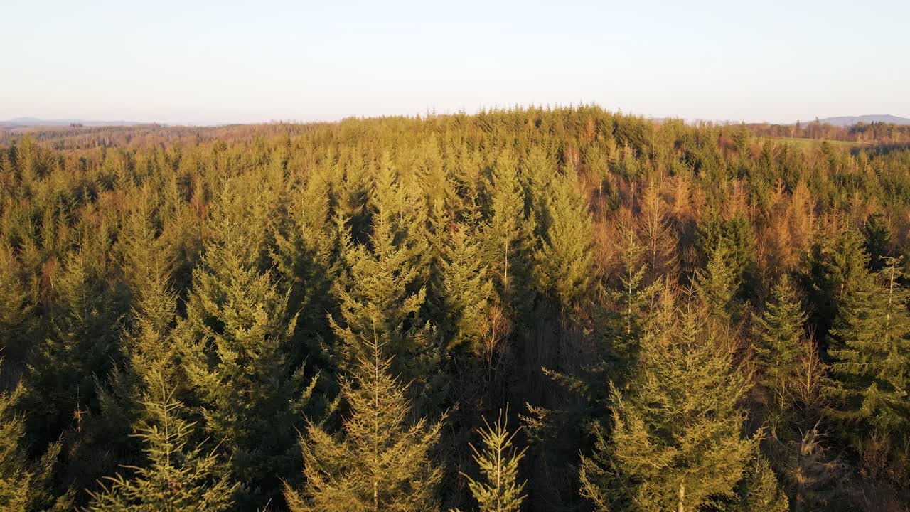 Endless pine tree forests at sunset in Germany