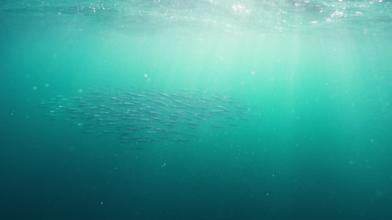 Underwater clip of a sardine bait ball as a group of these fish defend themselves against predators in the sun lit depths of a beautiful turquoise ocean