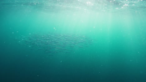 underwater clip of a sardine bait ball as a group of these fish defend themselves against predators in the sun lit depths of a beautiful turquoise ocean