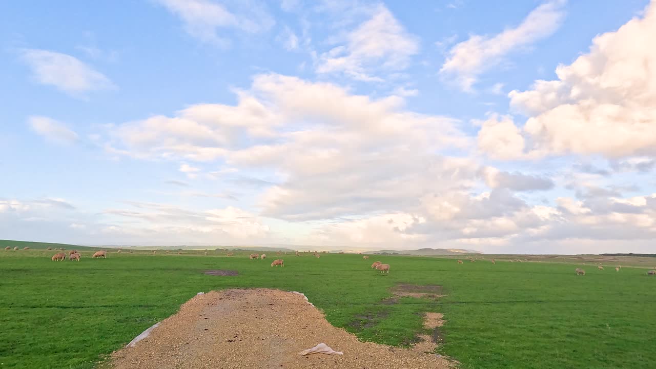 ovejas pastando en un campo verde bajo un cielo nublado