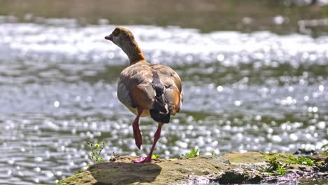a goose stands on a rock above the stream and looks around.