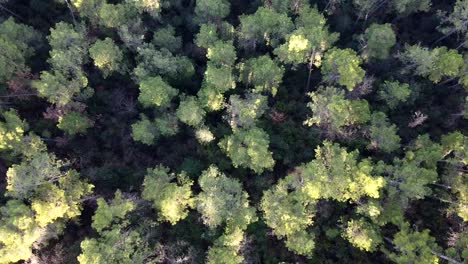 aerial view of a dense pine forest