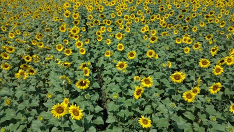 Vista-Aérea-Del-Campo-De-Girasoles-En-Un-Día-Soleado