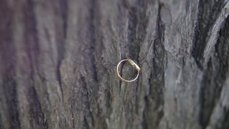 anillo de oro en la corteza del árbol