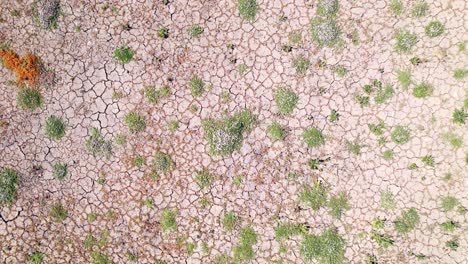 Wine-Growing-Field,-Casablanca-Valley-Chilean-White-Wine-Region-Production-Soil-Drone-Flying-Above-Vineyard,-Horticulture