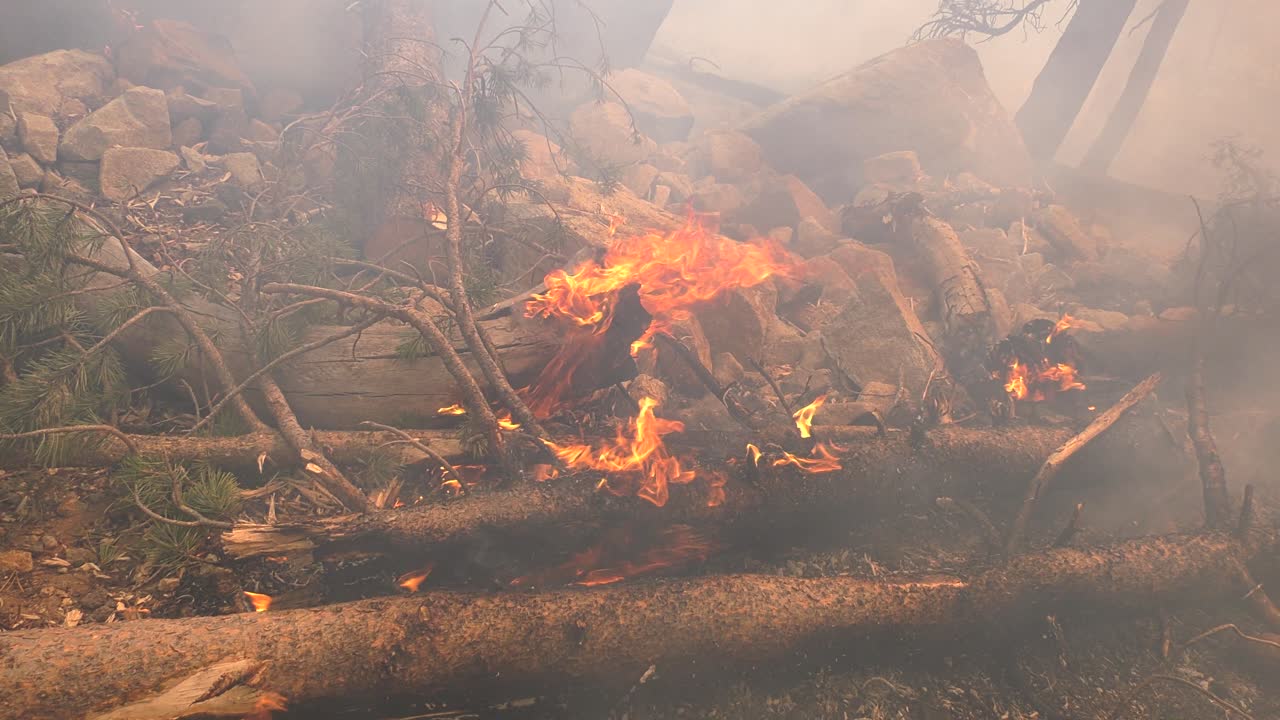 숲 속 깊은 곳에서 타오르고 담배를 피우는 쓰러진 나무들 - 휴대용 보기