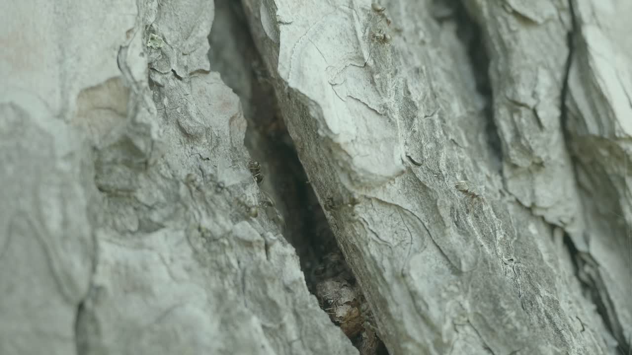 hormigas en la corteza de los árboles