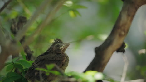 un bebé cardenal sentado en un árbol reuniendo el coraje para volar