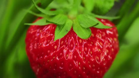 close-up of a single strawberry