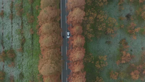 top down aerial view of cars and motorcycles traveling down autumn tree lined road, japan