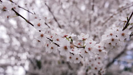 beautiful blooming tree. white flowers of a cherry branch swaying by the wind on blur white background. amazing spring blossom tree.
