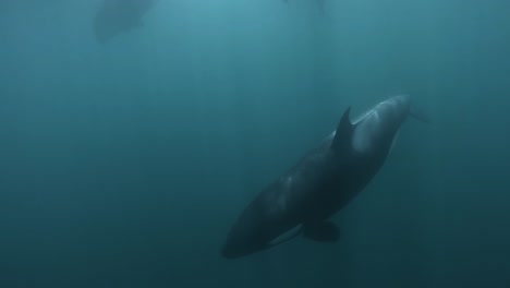 orcas nadando cerca de la cámara filmada bajo el agua en cámara lenta