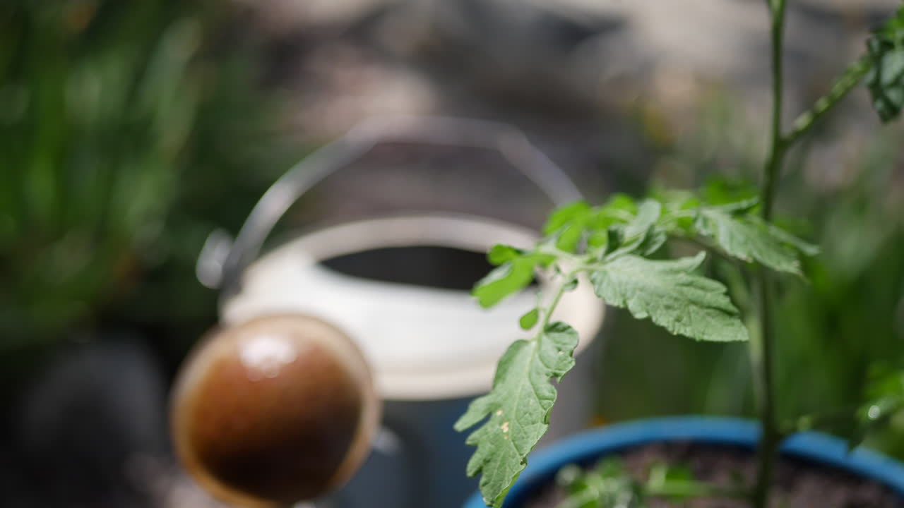 Close up on the green leaves of a a tomato plant and a watering can in an organic vegetable garden
