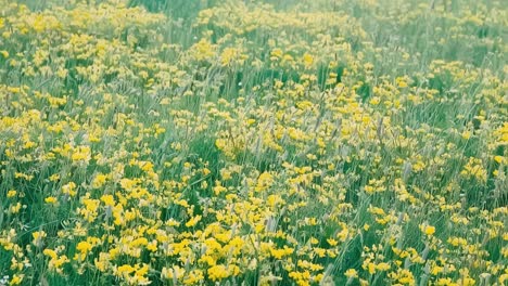 nature scene with blooming flowers video sunset wide shot