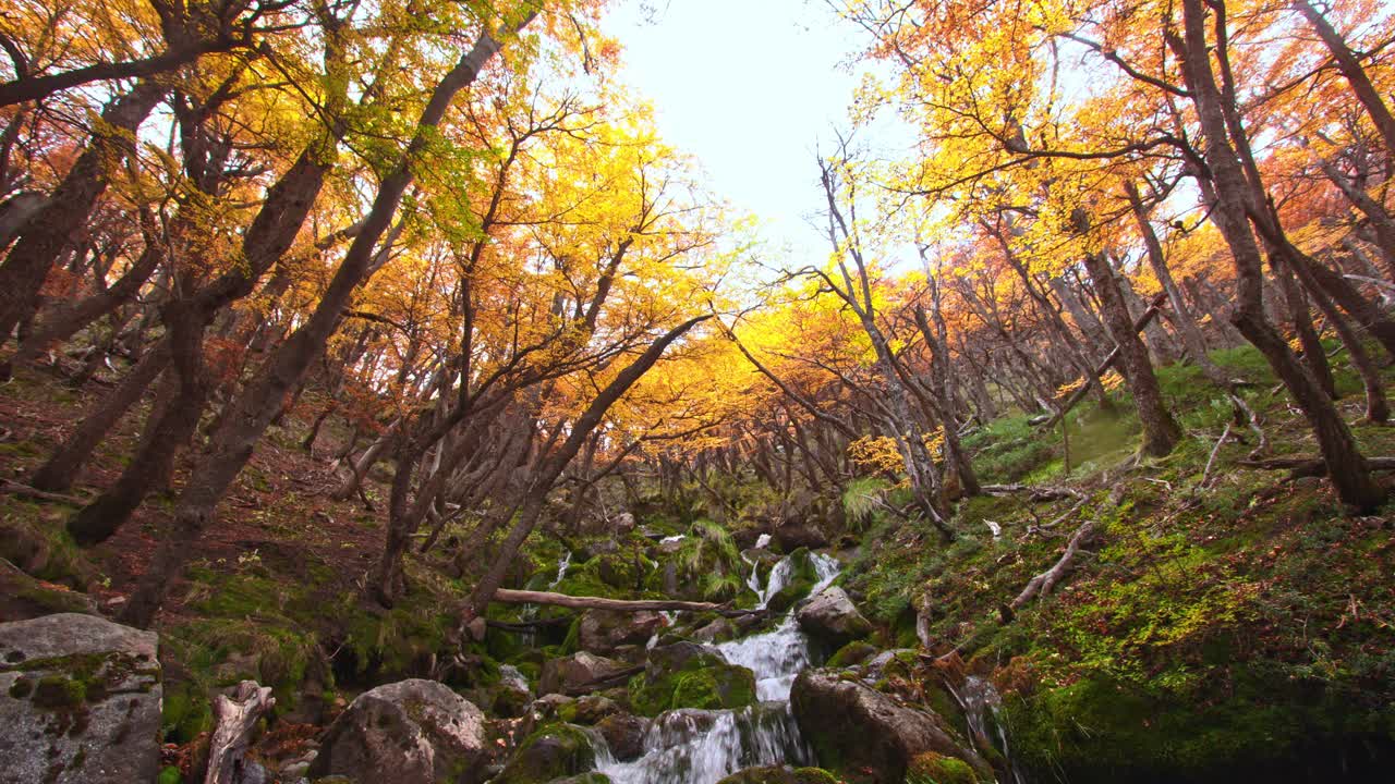 Tranquil Patagonian Forest with Flowing Stream and Autumn Colors