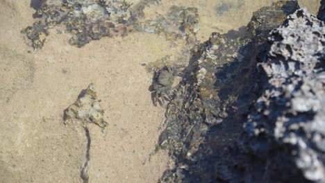 Un-Cangrejo-Gris-Permanece-Inmóvil-Junto-A-Una-Gran-Piedra-En-Un-Estanque-De-Rocas