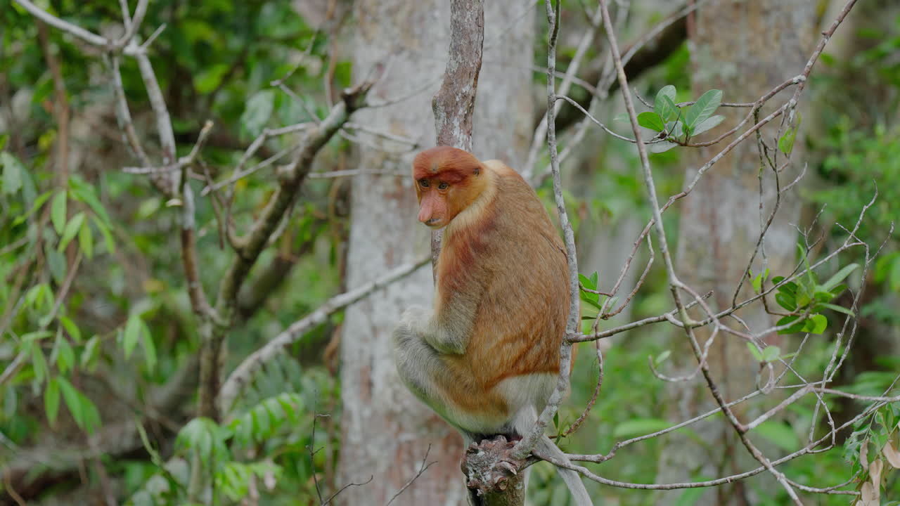 Proboscis Monkey in a Tropical Forest