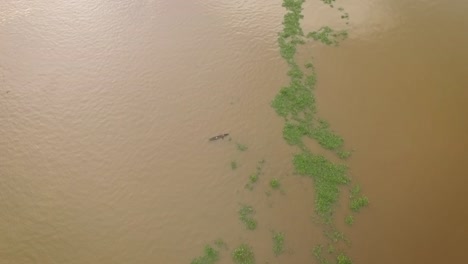 vista de drones de una pequeña canoa indígena que navega por el río orinoco entre algas flotantes
