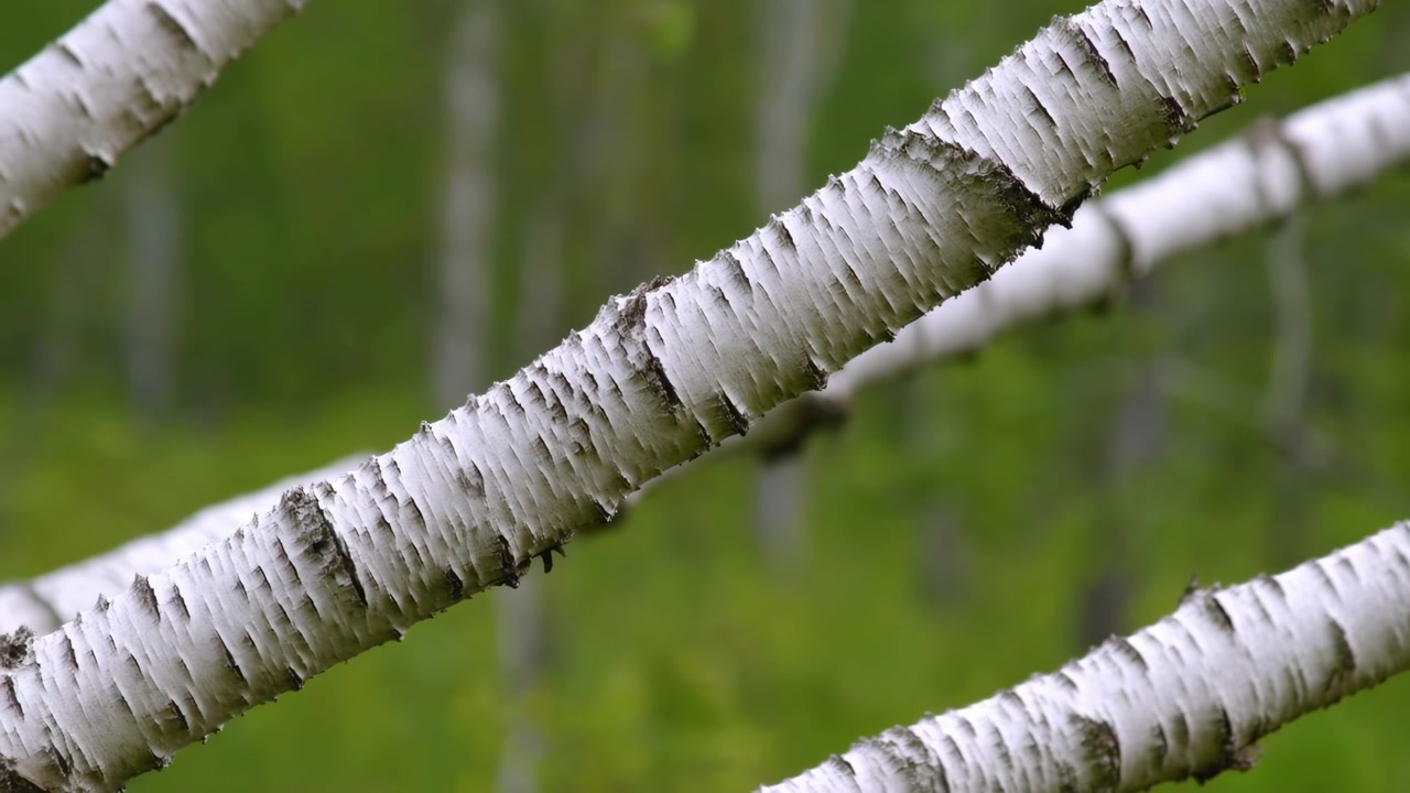 Birkenzweige, keine Aktion beobachtet, in einer Waldkulisse mit grünem Laub im Hintergrund, mit Birkenzweigen, Wald, mit Rinde und Waldbodentextur, mit weißen, grünen Akzenten.