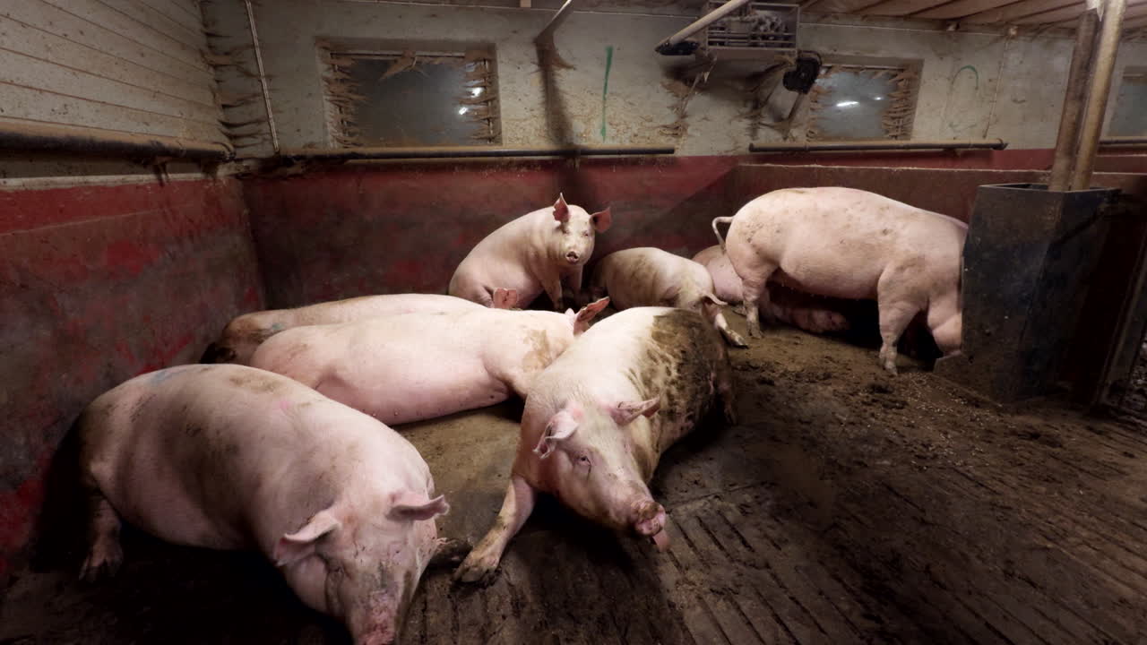 Group Of Pregnant Sows Relaxing In Pig Pen. static shot