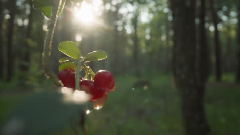 forest berries glisten in morning sun with a dew drop, bokeh woodland background