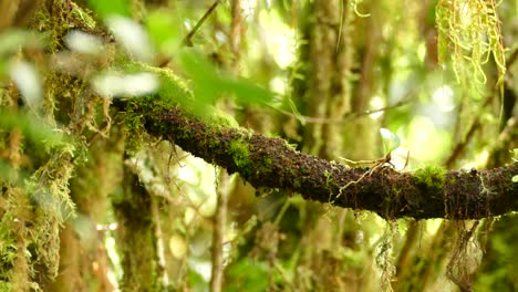 Exotic-bird-sitting-on-a-vine-in-the-jungle